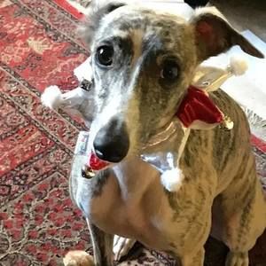 Meet your Posher, Peter